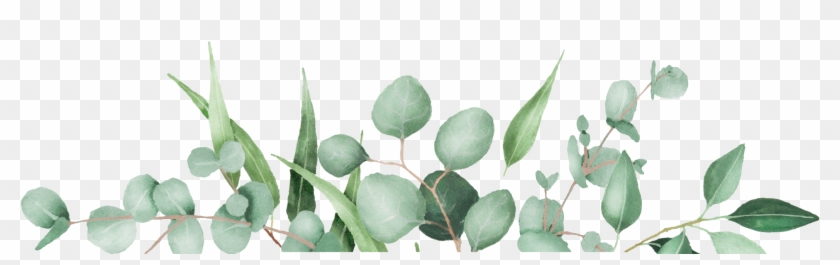 Derek Laura - Transparent Eucalyptus Leaves Png, Png Download ...