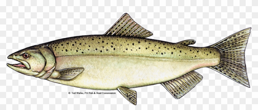 Salmon Png - Aquadvantage Salmon, Transparent Png - 1256x482 (#221027 ...