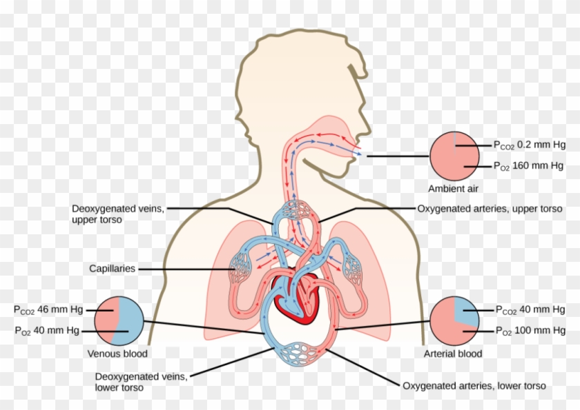 The Illustration Shows The Movement Of Deoxygenated - Oxygen Flow In ...