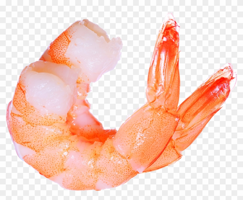 Free Shrimp Png Images, Transparent Png - 1600x1246 (#2206852) - PinPng