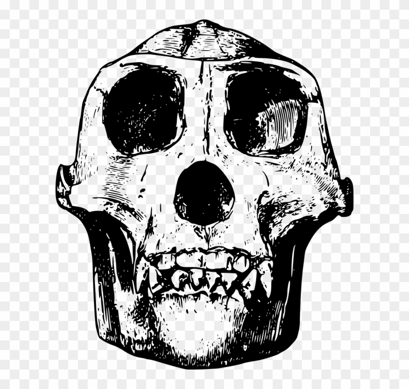 Animal Bone Gorilla Head Mammal Skull Gorilla Skull
