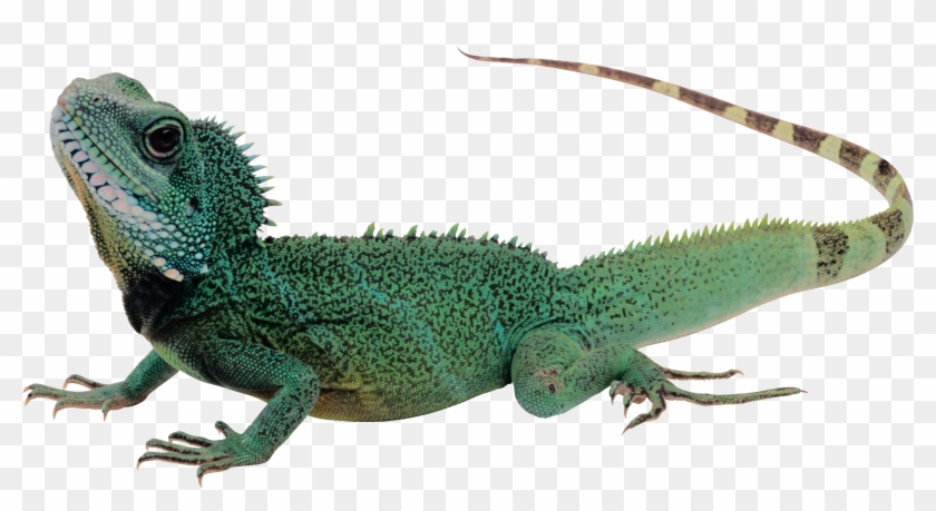 Lizard Png - Transparent Background Lizard Png, Png Download ...