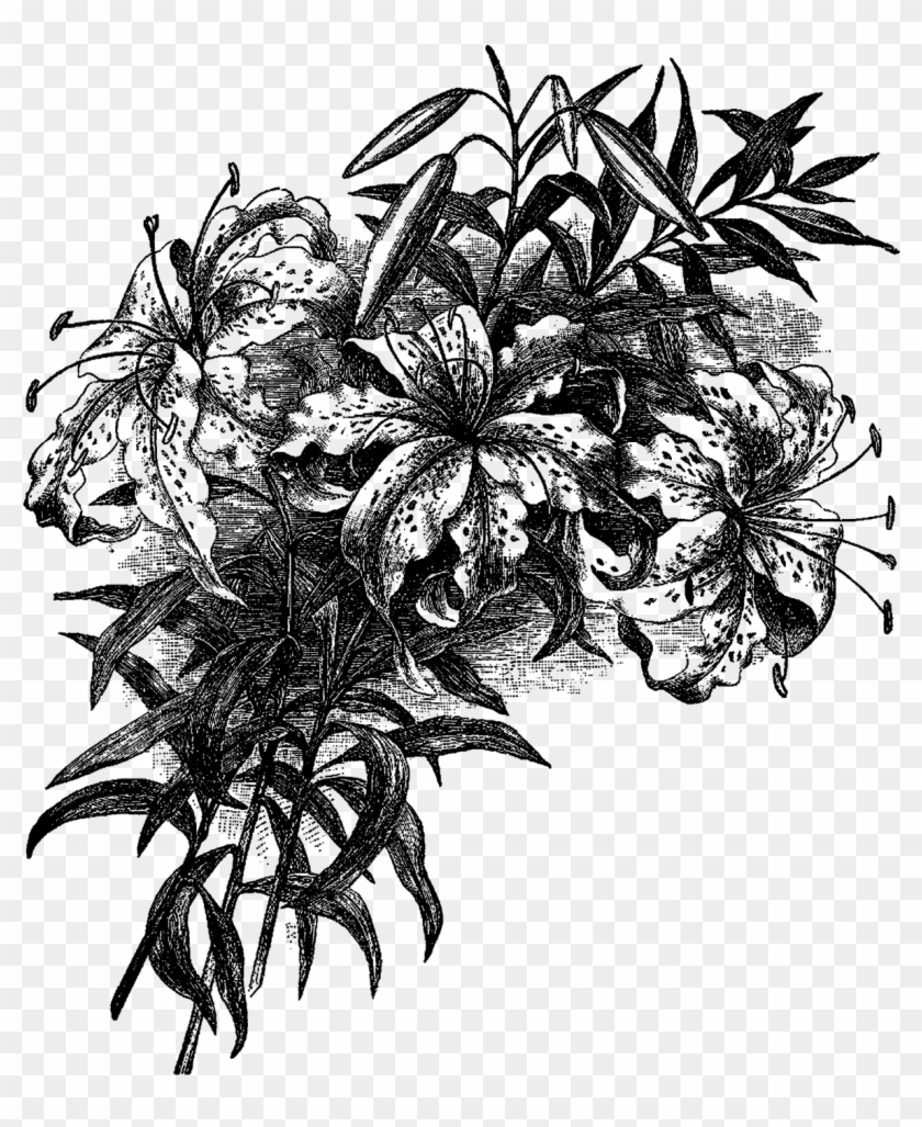 Find hd Digital Flower Corner Design Downloads ,png - Lily Vintage Drawing,...