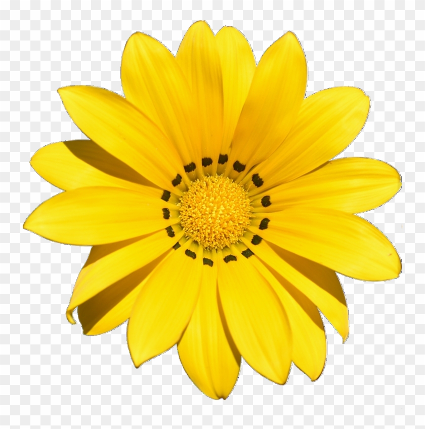 Yellow Flowers Good Night Wishes, HD Png Download 750x767 (2307669