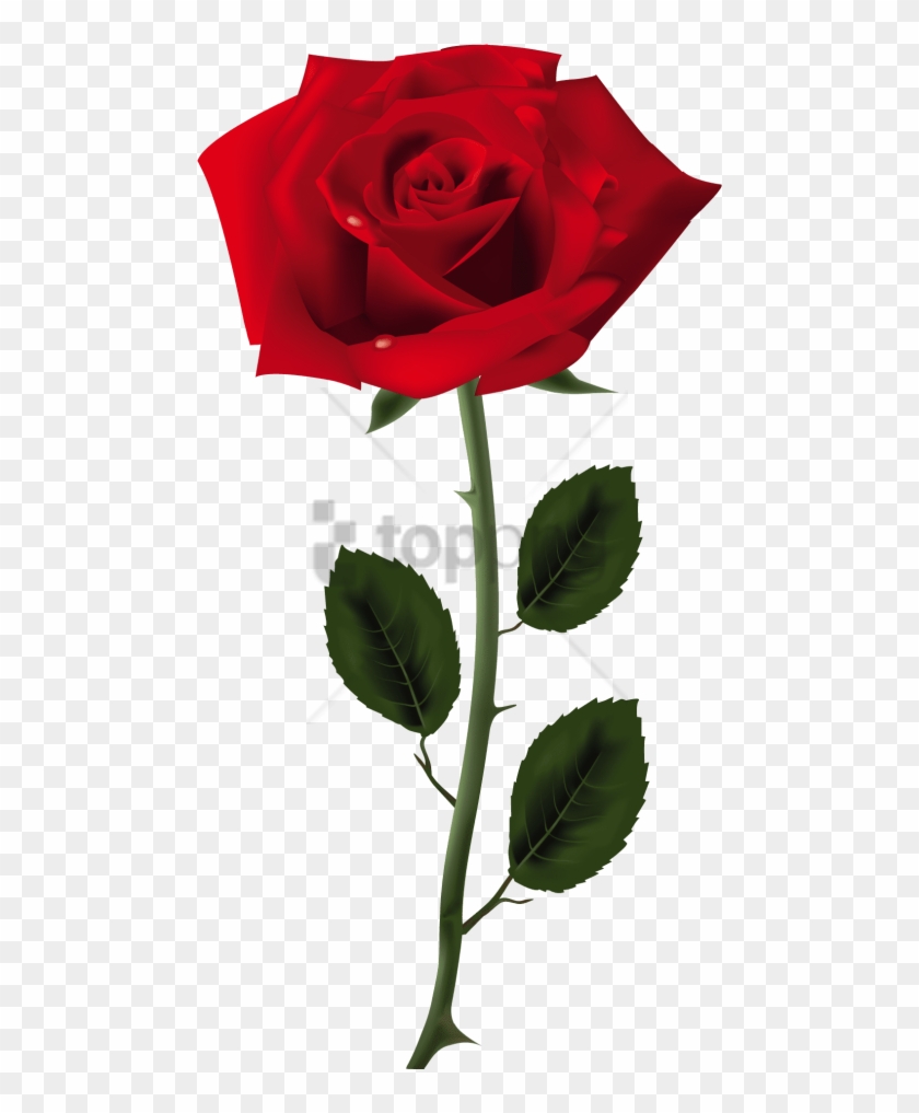 Free Png Rose Png Image With Transparent Background - Rose Png, Png ...