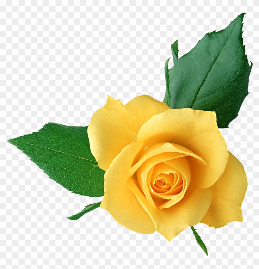 Svg Freeuse Petals Transparent Yellow Rose - Flower Png Transparent ...
