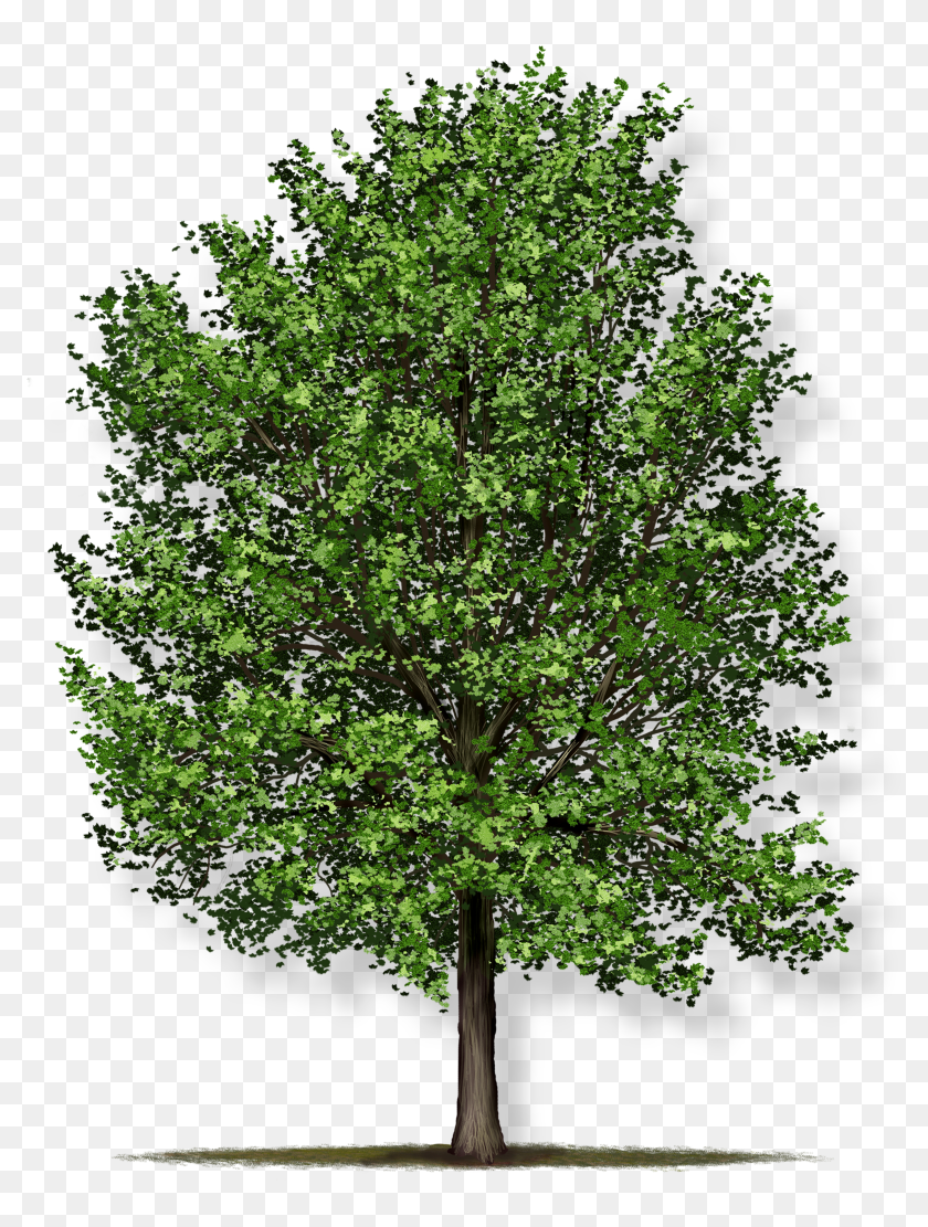 Tree Height - Red Maple Tree, HD Png Download - 836x1080 (#2445849 ...