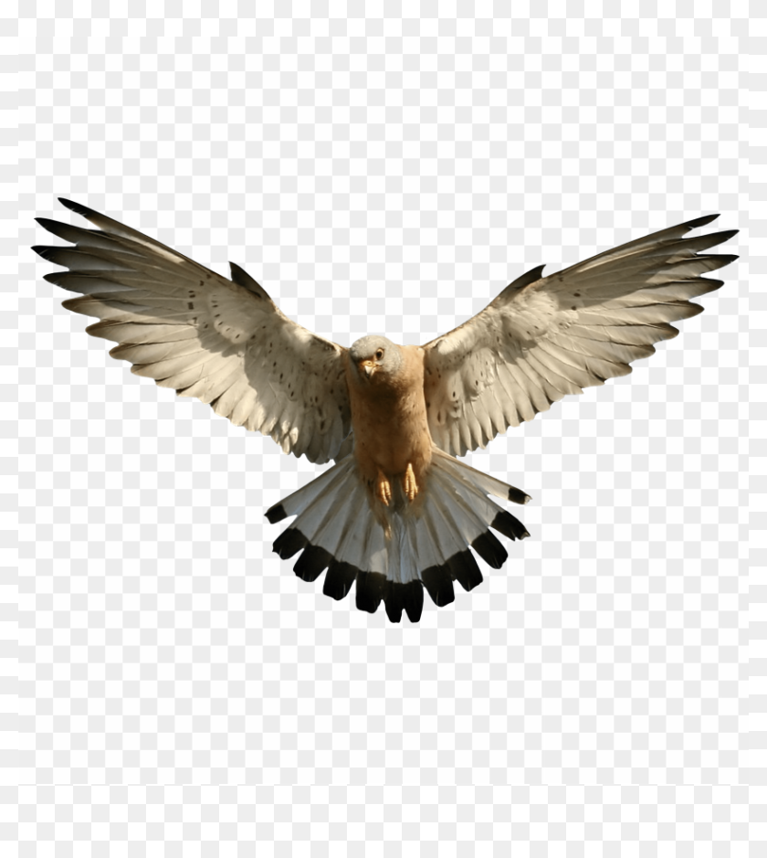 Philadelphia Eagles Logo PNG, Clipart, Artwork, Bald Eagle, Beak, Bird,  Bird Of Prey Free PNG Download