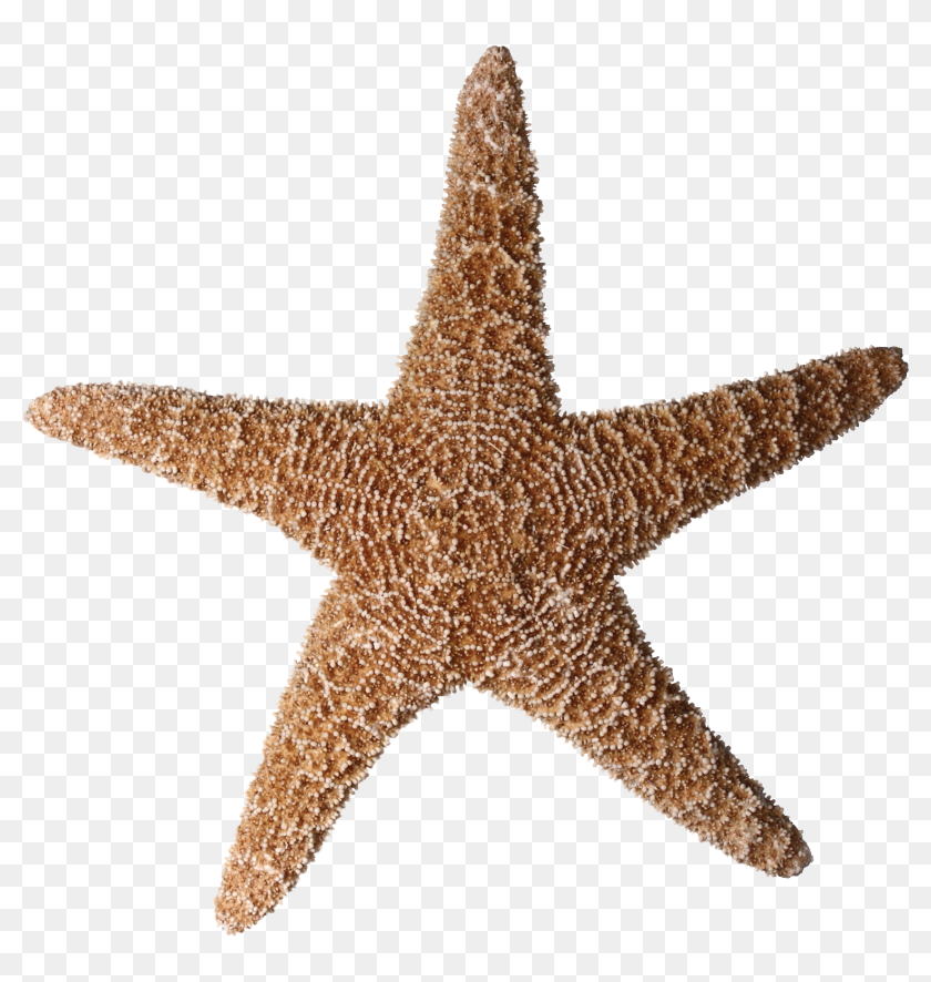 Starfish Png Pluspng - Seestern Transparent, Png Download - 1728x1701 ...