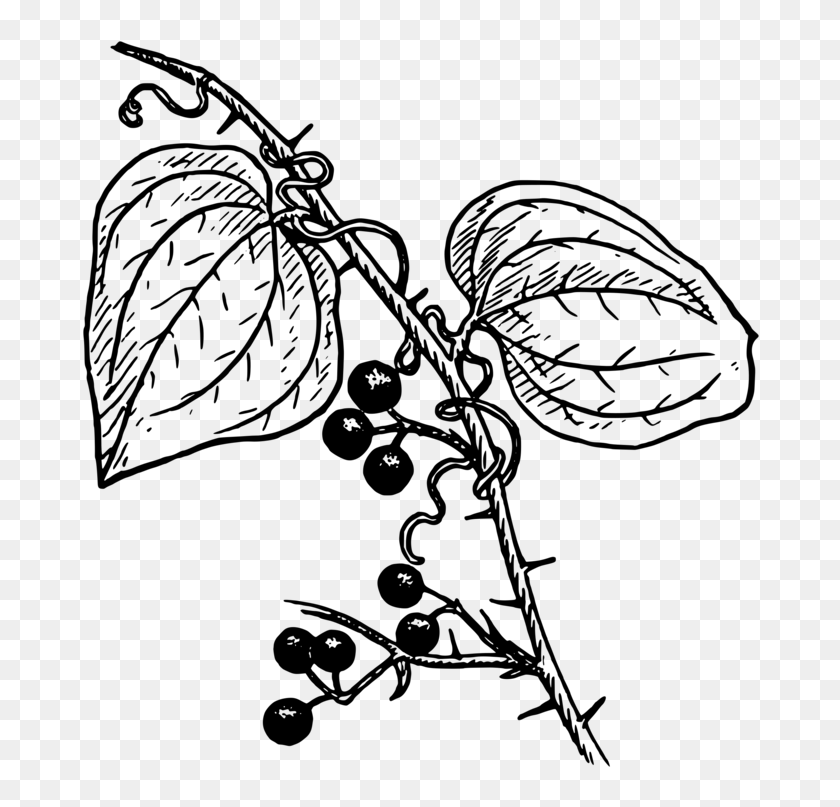 Download Svg Free Library Plants Coloring Book Biology Free - Berry ...