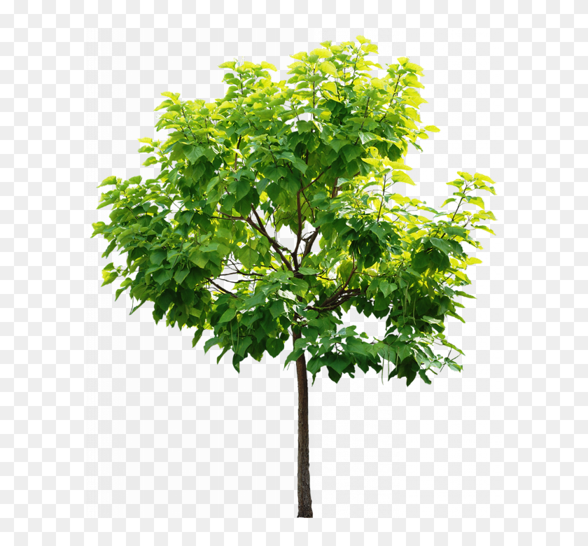 Small tree. Клен ясенелистный на белом фоне. Лиственные деревья на прозрачном фоне. Дерево клен на белом фоне. Клен дерево без фона.