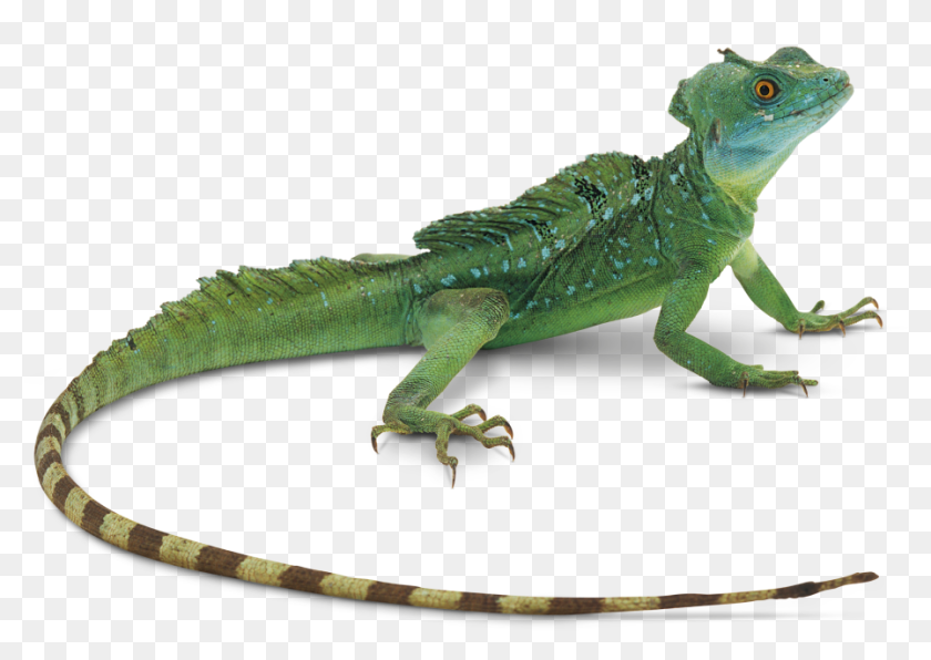 Transparent Scales Lizard - Lizard Png, Png Download - 960x681 ...