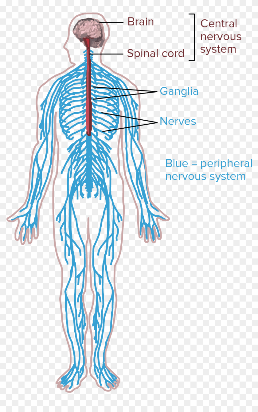 Diagram Of The Human Nervous System - Human Body Nervous System Neurons ...
