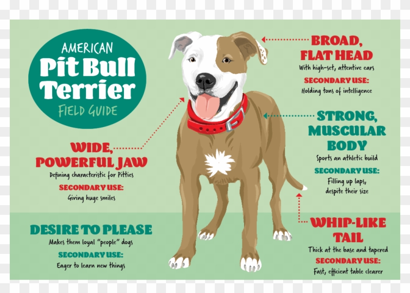 American Pit Bull Terrier Field Guide - Pitbull Infographic, Hd Png 