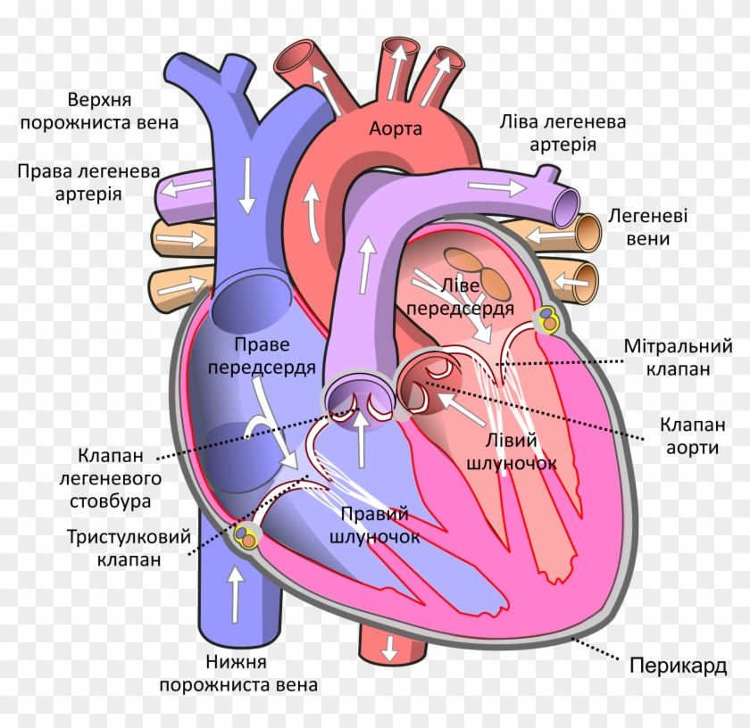 Open - Human Body Heart, HD Png Download - 2000x1867 (#286700) - PinPng