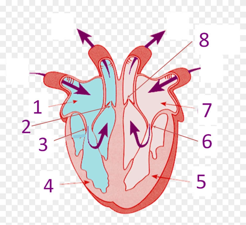 Parts Of The Heart Right Side Of Heart Diagram Hd Png Download 9x8 Pinpng