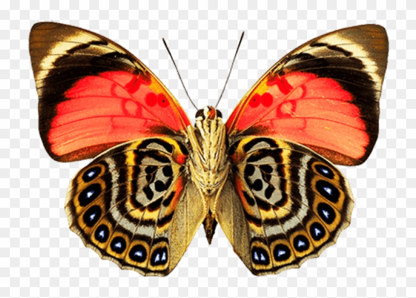 Free Png Download Eyes Wings Butterfly Png Images Background - Real ...