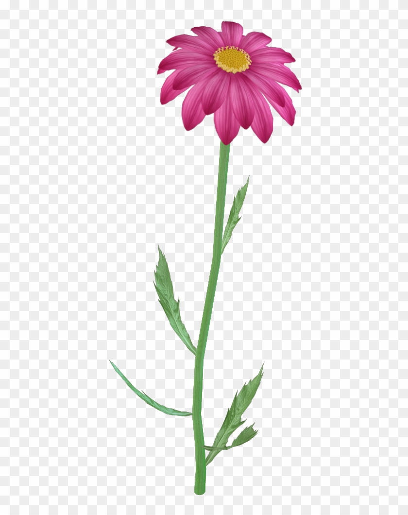 Flower Clipart Png Purple Daisy Pink Flowers Flower Steam