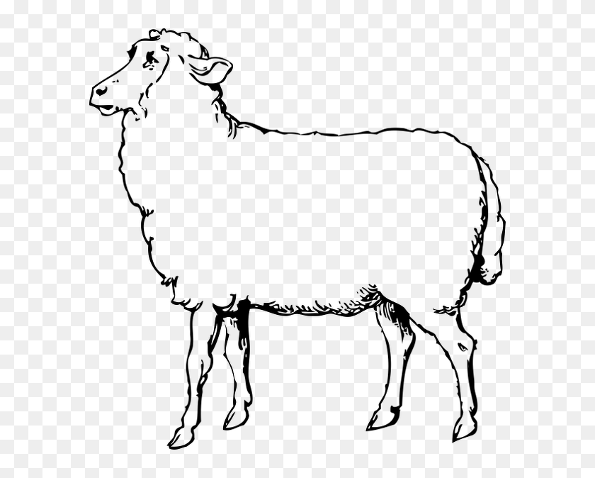 Clip Art Black And White Sheep, HD Png Download - 588x594 (#2982354 ...