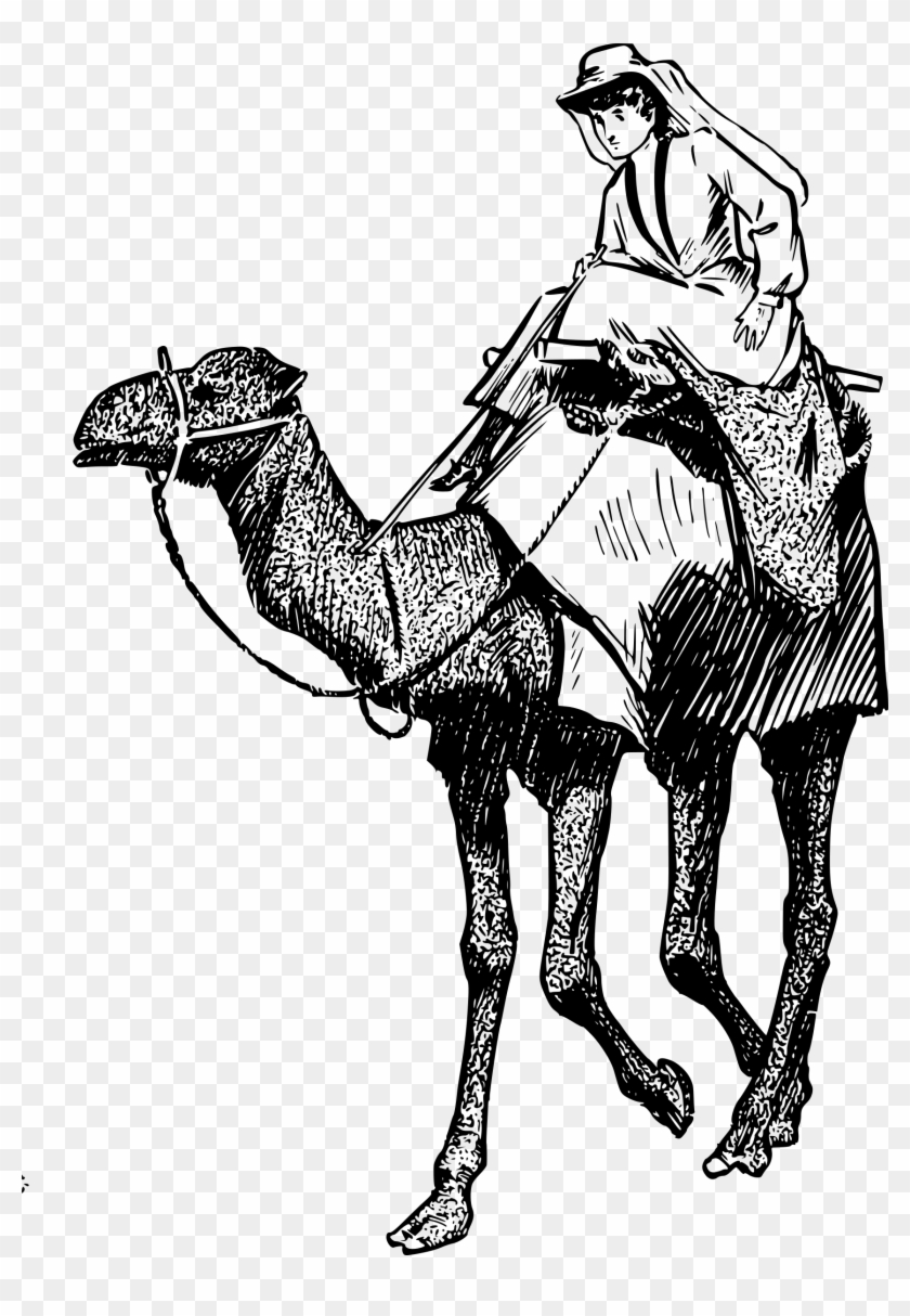 Camel Png Clipart - Ride Camel Drawing Png, Transparent Png - 1716x2400 ...