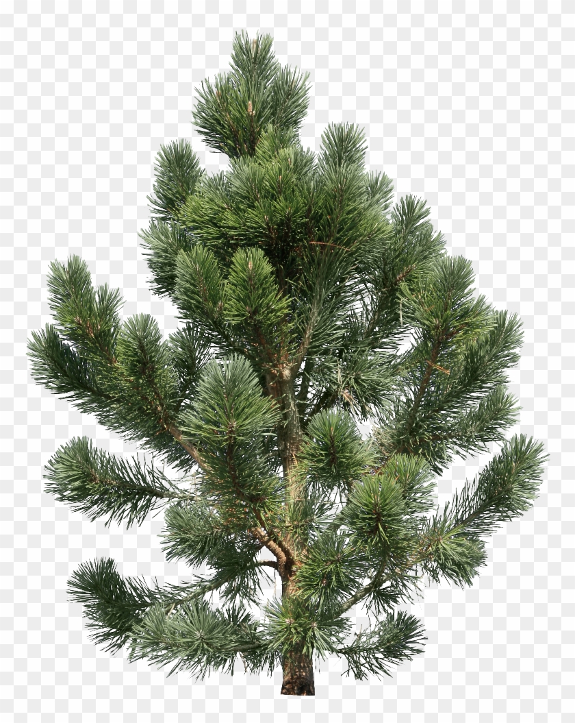 Pine Tree High Quality Png - Png File Tree, Transparent Png - 768x975 ...