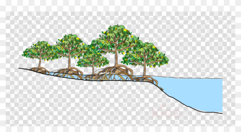 Download Mangrove Forest Vector Clipart Mangrove Tropical - Vector ...