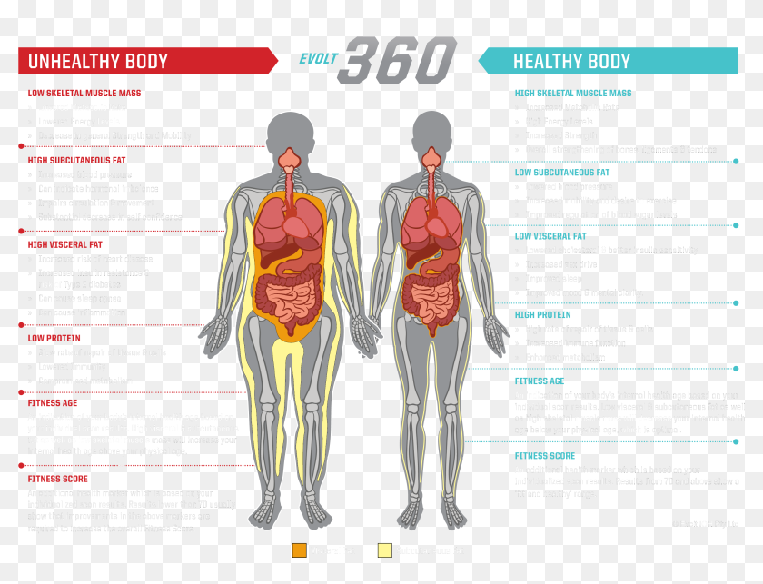 A Healthy Body V's an Unhealthy Body: What You Need to Know - EVOLT 360