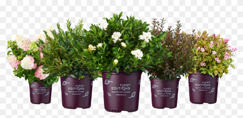 first editions potted plants flowerpot hd png download 1008x444 3029277 pinpng pinpng