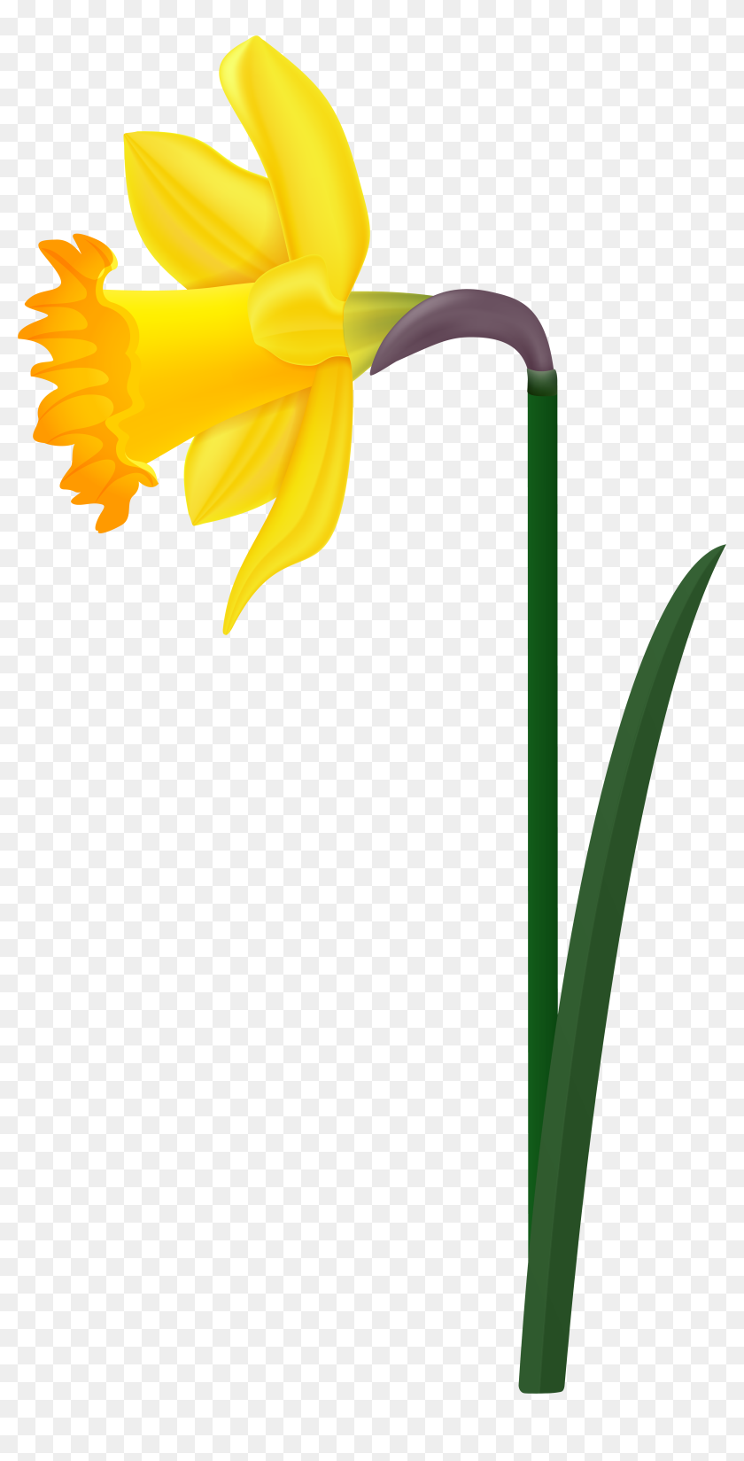 Spring Daffodil Transparent Image - Narcissus, HD Png Download ...