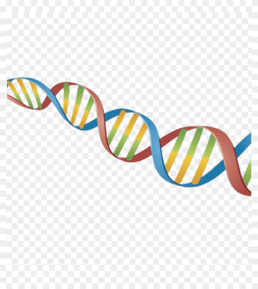 Free Png Dna String Coloured Png Image With Transparent - Clip Art Life ...