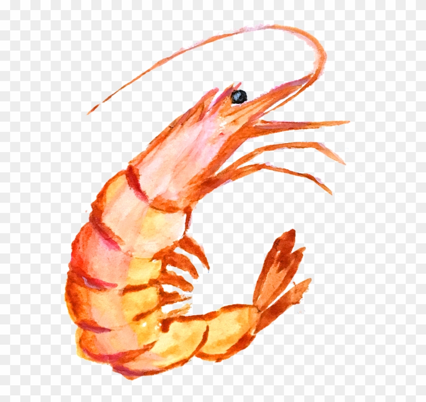 Free Photo Shrimp Shrimp Picture Hand Painting Paint - กุ้ง Png ...