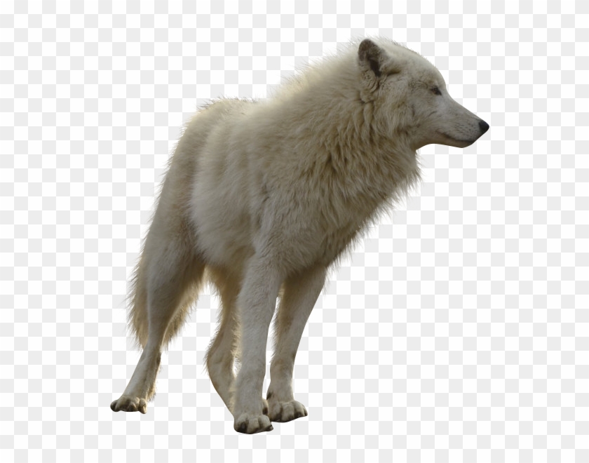 Moving Wolf Transparent Background, HD Png Download - 1024x659 (#349032 ...