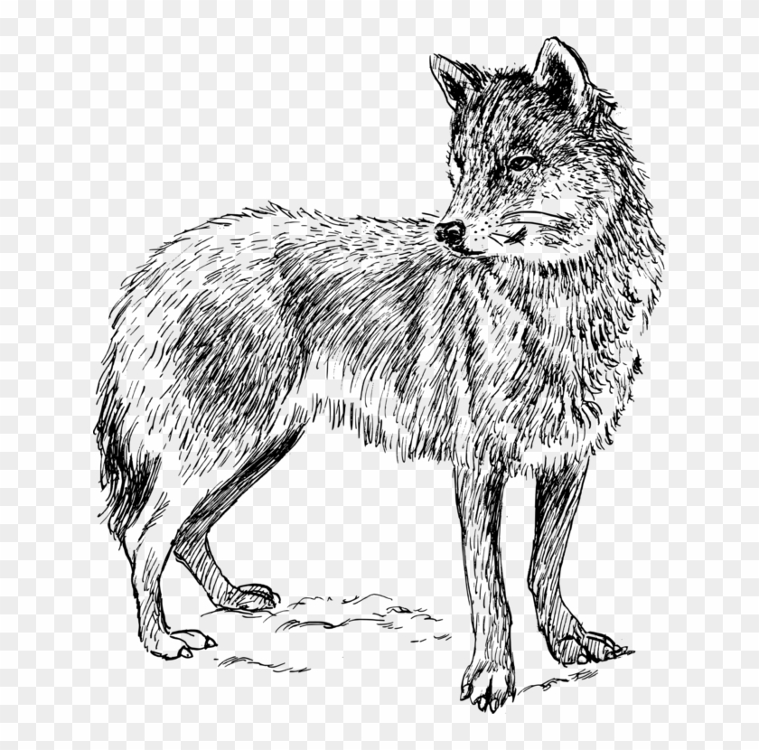 Drawing Black Wolf Arctic Wolf Computer Icons Gray - Real Animal ...