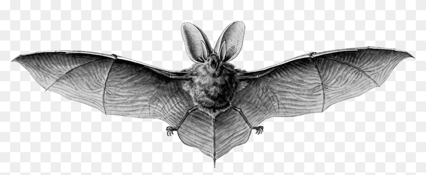 Northern Long Eared Bat Drawing Hd Png Download X