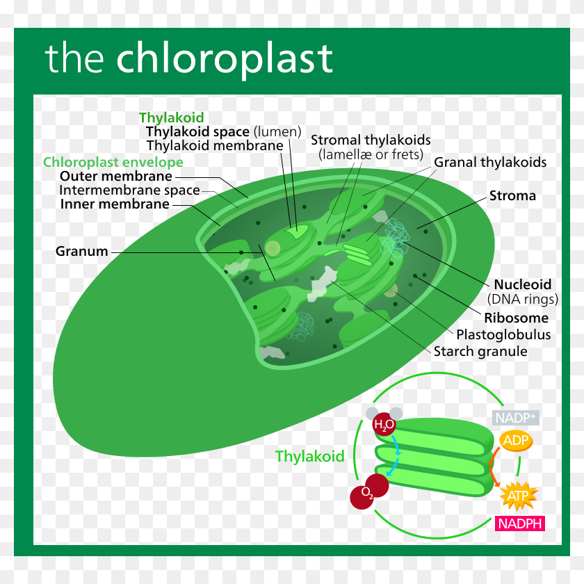 800px-chloroplast Ii - Svg - Chlorophyll In Chloroplast, HD Png ...