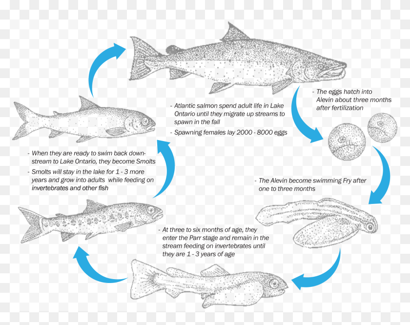 The Atlantic Salmon Life Cycle - Salmon Life Cycle, HD Png Download