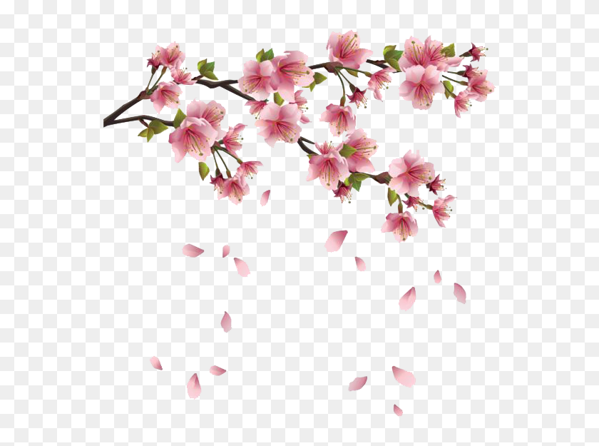 Spring Png - Cherry Blossom Transparent Background, Png Download ...