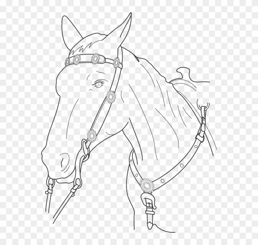 Horse Head Png Clipart - Imagenes De Dibujos De Caballos, Transparent ...