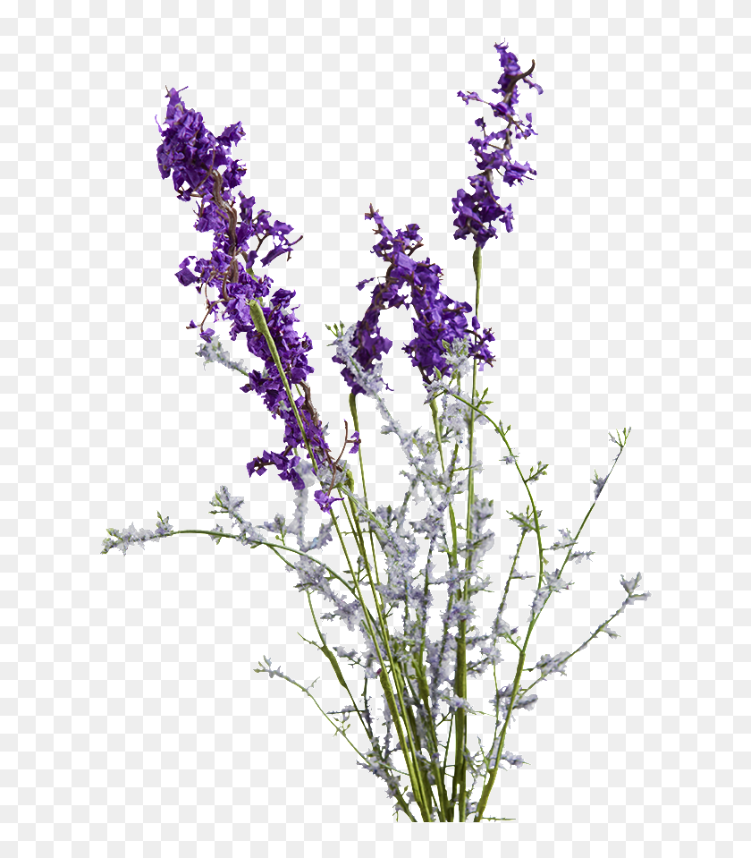 Munstead Lavender Purple - Lavender Drawing Transparent Background, HD ...