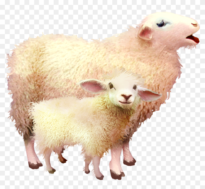 Овечка на прозрачном фоне картинки. Овца. Домашние животные Овечка для детей. Овечка на прозрачном фоне. Овца с ягненком для детей.