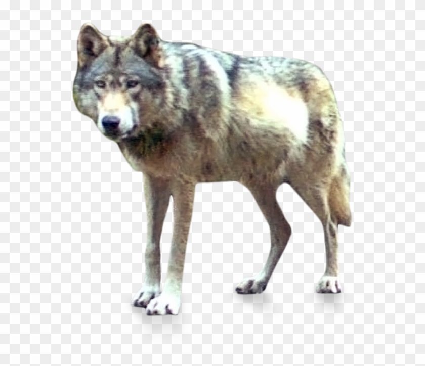 Or-7, The Wolf Also Known As Journey - Canis Lupus Tundrarum, HD Png ...