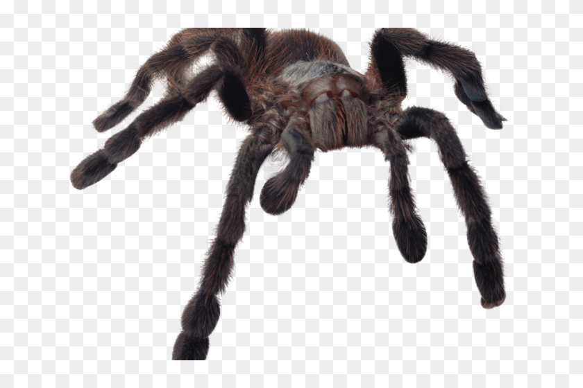 Spider Png Transparent Images - Spider Png Transparent, Png Download ...