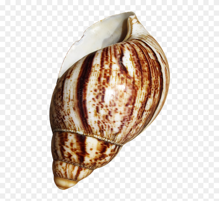 Shell Snail Achatina Fulica Casing Snail Shell - Snail, HD Png Download ...