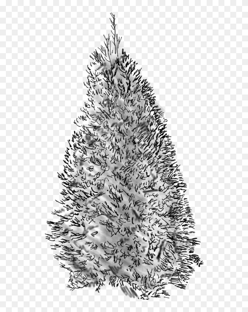 Douglass Fir Sketch - Christmas Tree, HD Png Download - 595x1024 ...