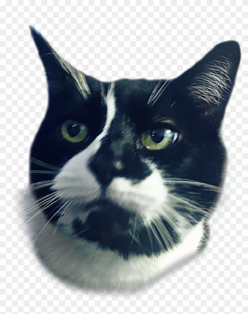 Cathead Sticker - Domestic Short-haired Cat, HD Png Download ...