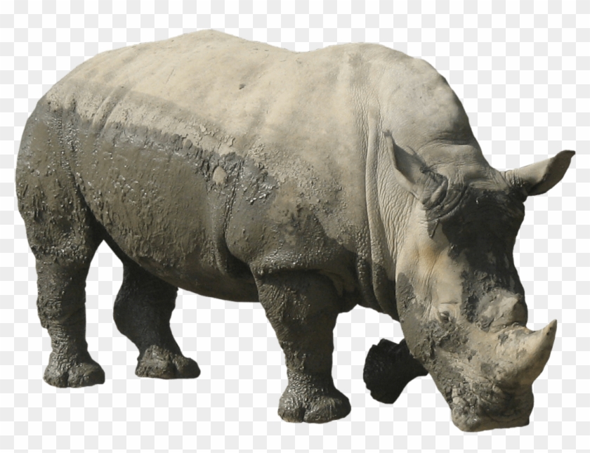 Rhino Png, Transparent Png - 1064x1064 (#379914) - PinPng