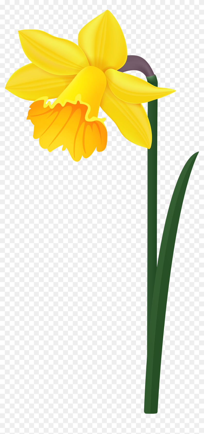 Daffodil Yellow Flower Png Image - Black-eyed Susan, Transparent Png ...