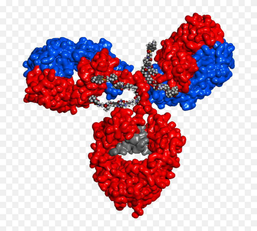 Accurate And Rapid Antibody Drug Conjugates Characterization Antibody