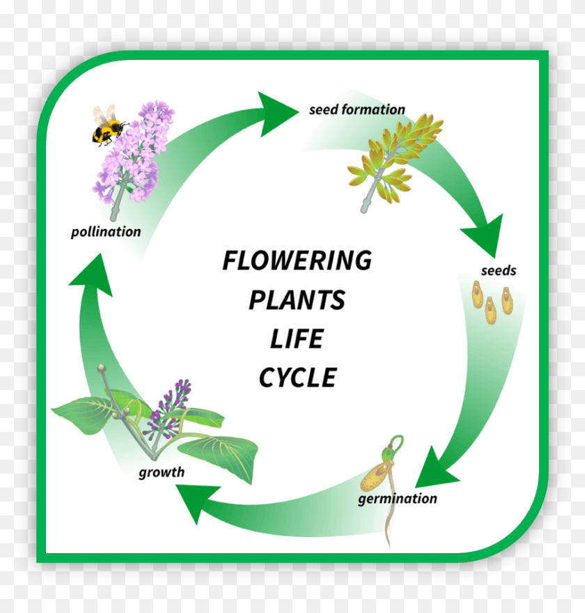 Plant life cycle. Цикл развития цветковых растений. Цикл цветкового растения. Цикл развития цветкового растения.