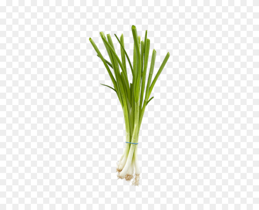 Green Onion - Green Onion Png, Transparent Png - 600x600 (#3731489 